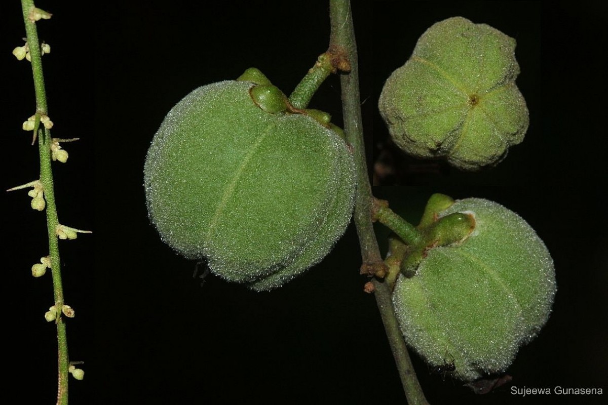 Paracroton zeylanicus (Müll.Arg.) N.P.Balakr. & Chakr.